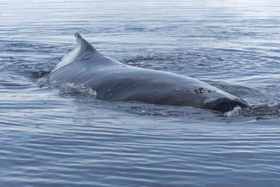 Ballena Minke - Antártida 03.jpg